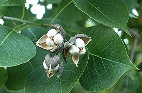 87E8B050-CC6B-4AC6-B717-AE5D7FEB5E8A